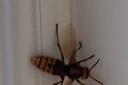 Ms Heyes said the insect was around three inches long, and it pictured here on her wall