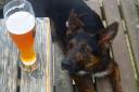 There are many dog-friendly pubs in Bucks