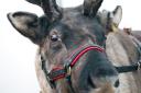 Reindeer and nativity parade to shut Marlow High Street