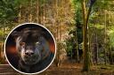 'Black panther' spotted by person driving through Wendover Woods