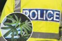Cannabis plants and 'weighing scales' discovered inside property