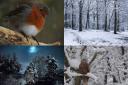 PICTURES: The best photos of the snow taken by the BFP Camera Club