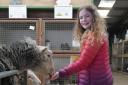 Jessica Nicholls (11) feeding the sheep at Odds Farm