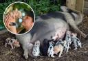 Mia with her litter of new piglets (Credit: Kew Little Pigs)