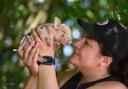 Olivia Mikhail with a tiny Kew resident (Animal News Agency)