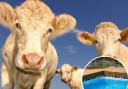 Cows rescued after falling into swimming pool