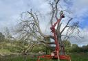 Europe's largest horse chesnut tree in Wycombe undergoes emergency surgery