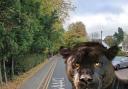 Another big cat sighting in Bucks as 'large Labrador sized black cat' seen
