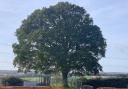 Residents fight to save 200-year-old oak tree at risk of being felled by HS2