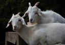 The goats were stolen in an overnight raid