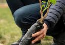 4,000 trees to be planted next week as part of £1.4M upgrade