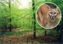 Big cat enthusiast reveals Beast of Bucks spots