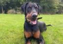 Wycombe community rally behind family looking for missing Doberman Ryder