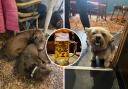 Best dog friendly pubs in Buckinghamshire