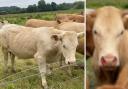 'Really bad!': Cows found bleeding from loose barbed wire