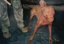 Bucks ranks among top 5 hotspots for 'barbaric' dog fights