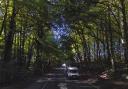 Works to cut down 'dangerous' trees close Bucks A-road