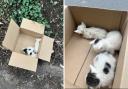 Teacher finds 'dying' kittens abandoned in a box on roadside