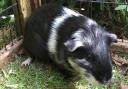 Abandoned guinea pigs search for new home