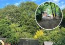 Mum's anger after 'aggressive' man destroys protected trees
