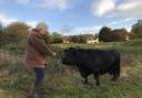 Cow herd awarded Kings Award after saving 'rare' Bucks grassland