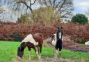 Police search for owner after escaped horses pose 'danger' to road users in Bucks