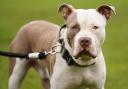 Dozens of XL Bully owners in Buckinghamshire have applied to get their dogs exempt from a forthcoming ban