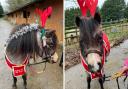 Family spread Christmas cheer with 'reindeer' door visits in Bucks village