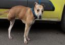 The dog was found in Buckinghamshire on January 20