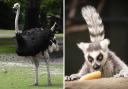Ostriches and lemurs are living in Bucks