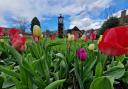 Tulips in bloom in Amersham Memorial Gardens