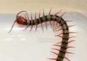 File picture: A patient's daughter claims there was an insect resembling a centipede at A&E