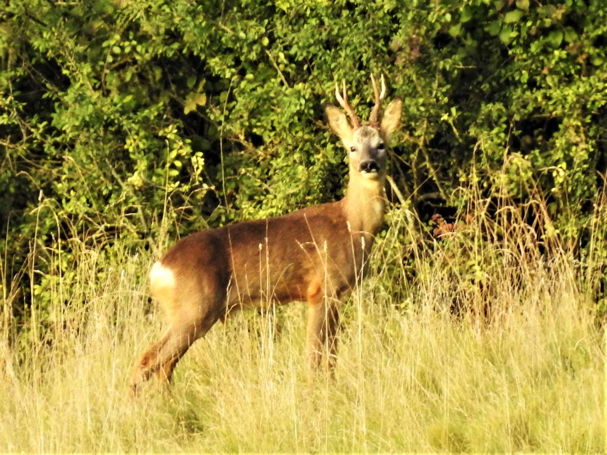 This deer was posing for the camera (Anne Rixon)