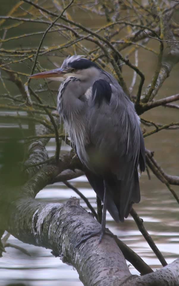This heron was spotted in Watermead (John Foster)