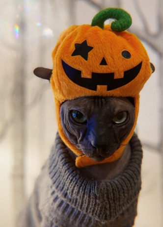 The cat was happy to wear this pumpkin hat (Rory Butler)
