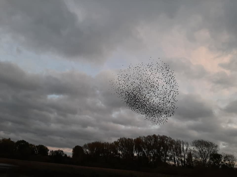 A flock of birds are seen flying in a group across Bucks (Derek Peverill)