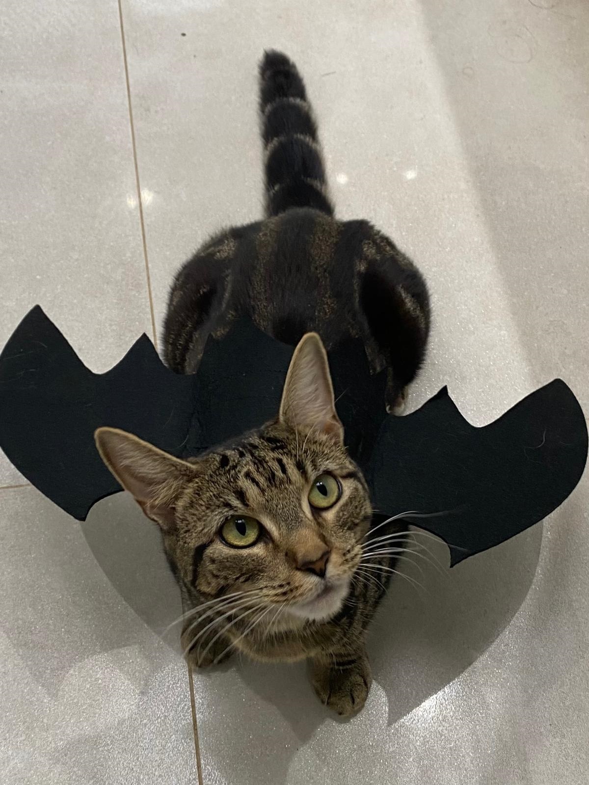 Batcat is in the house (Dizzy Withanage)