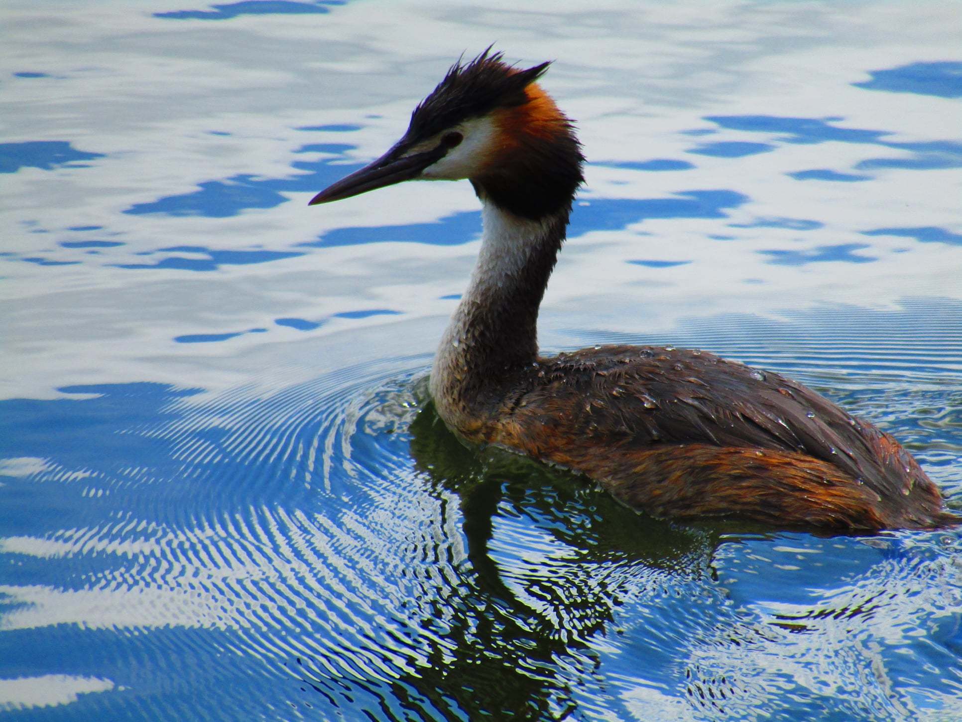 A Great crested grebe just minding its own business (Belinda Smith)