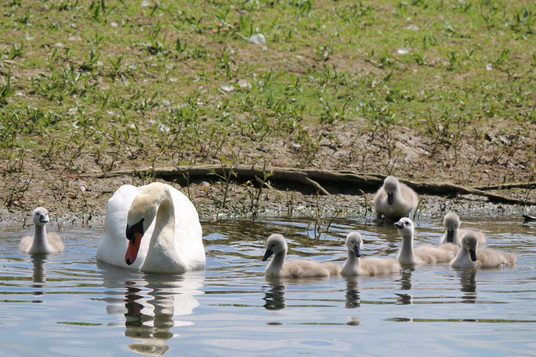 A family day out in Watermead (Sarah Hussain)