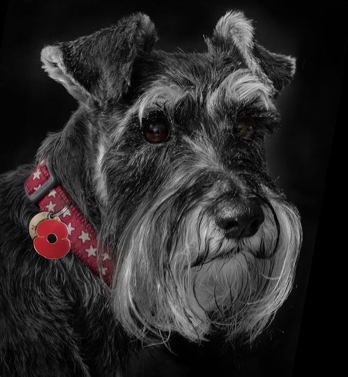 A dog wearing a poppy on its collar just before Remembrance Sunday (David Reucassel)