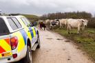 Police concerns over hare coursing with worries of livestock escaping