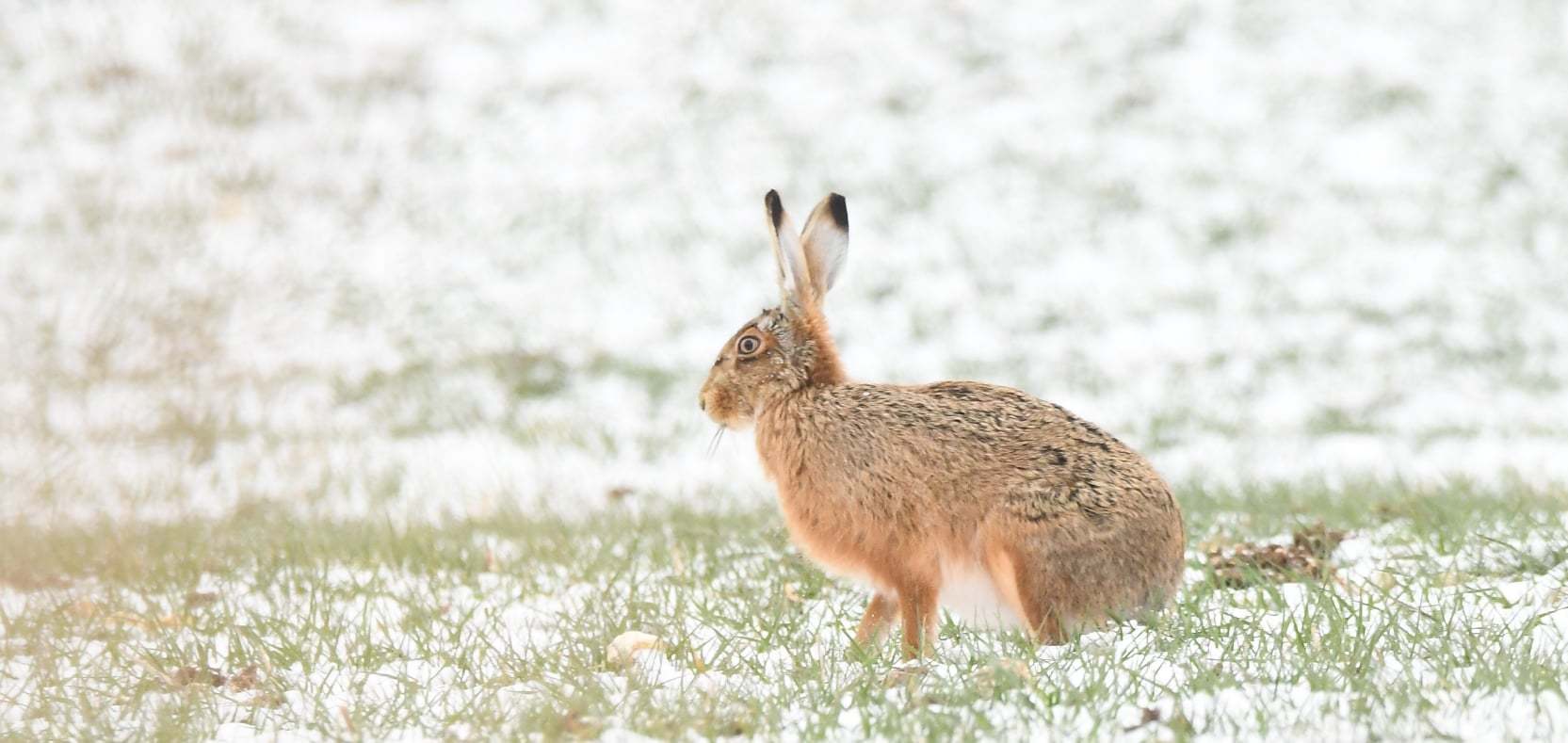 A bunny enjoying the snow in south Bucks