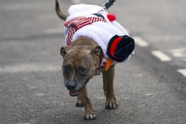 Bucks Free Press: Some four-legged runners also took part [PA Wire]