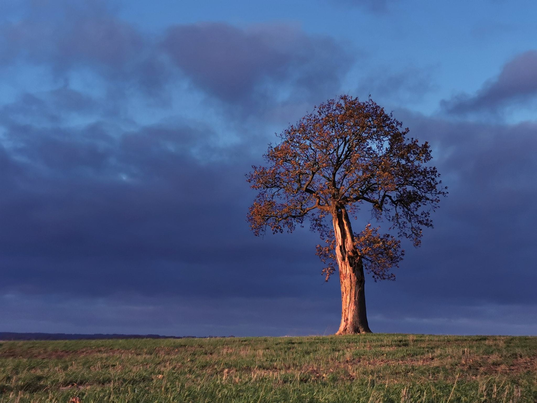Tree-mendous (Leigh Richardson)