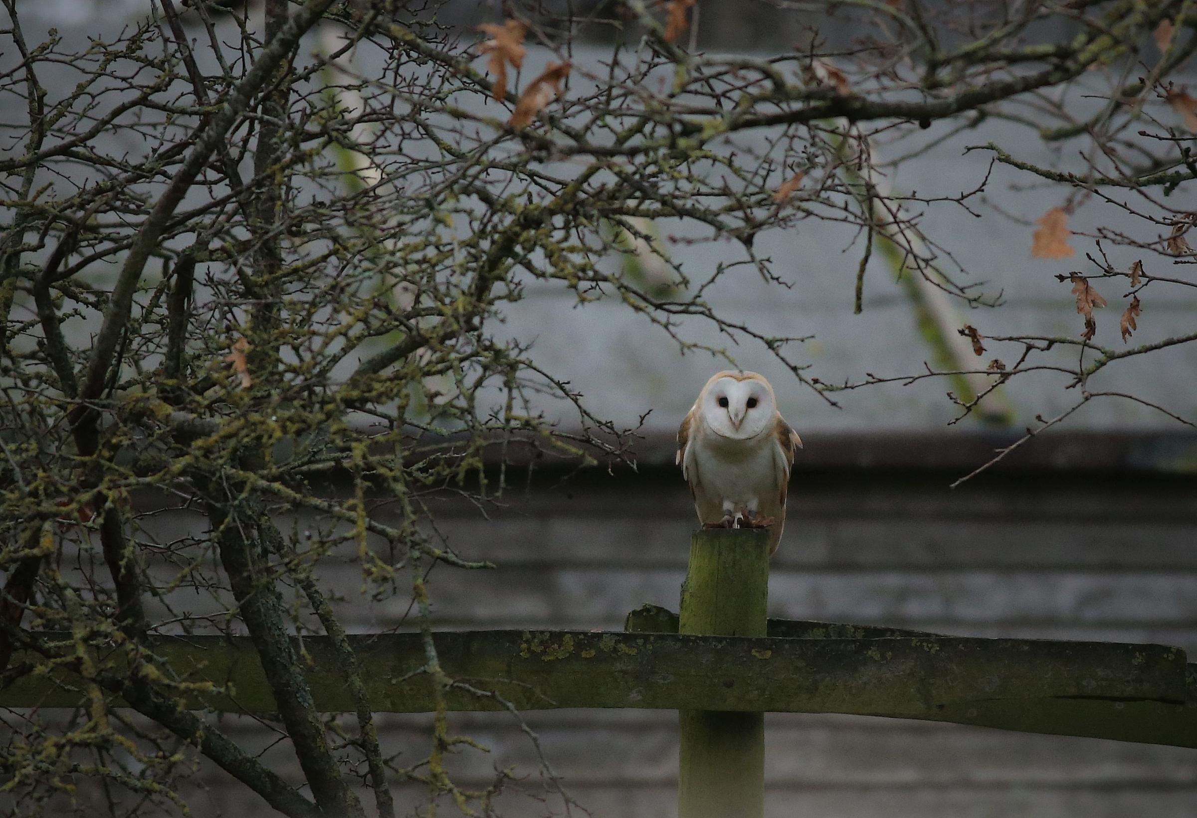 An eagle-eyed photographer snapped this owl in Marlow (Adrian OShaughnessy)
