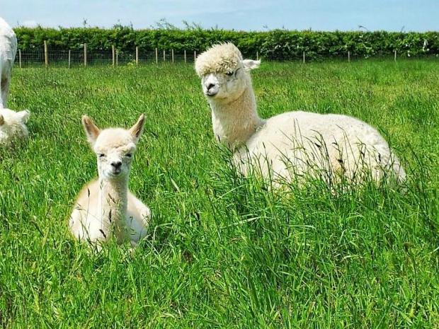 Bucks Free Press: Abbotts View Farm offers walks with alpacas (TripAdvisor)