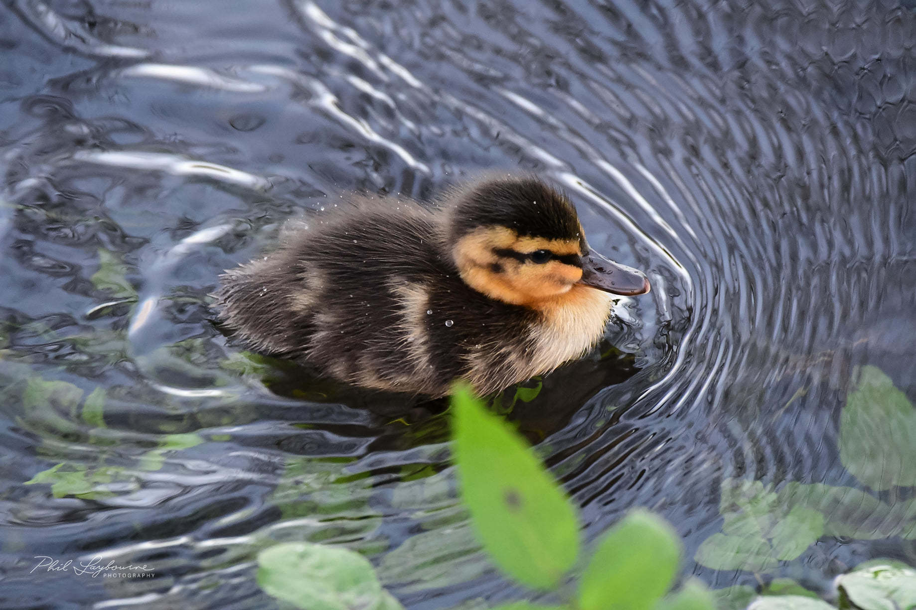 A diddy duckling (Phil Laybourne)