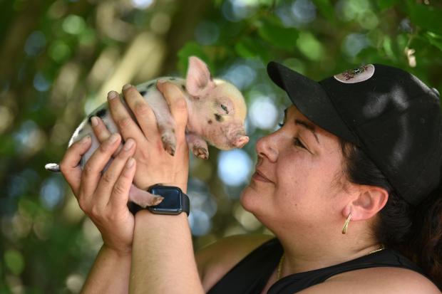 Bucks Free Press: Olivia Mikhail with a piglet. 