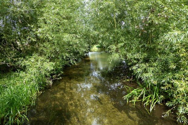 Bucks Free Press: River Chess near the waterworks (Credit: Chiltern PhotoGroup/M Parry).