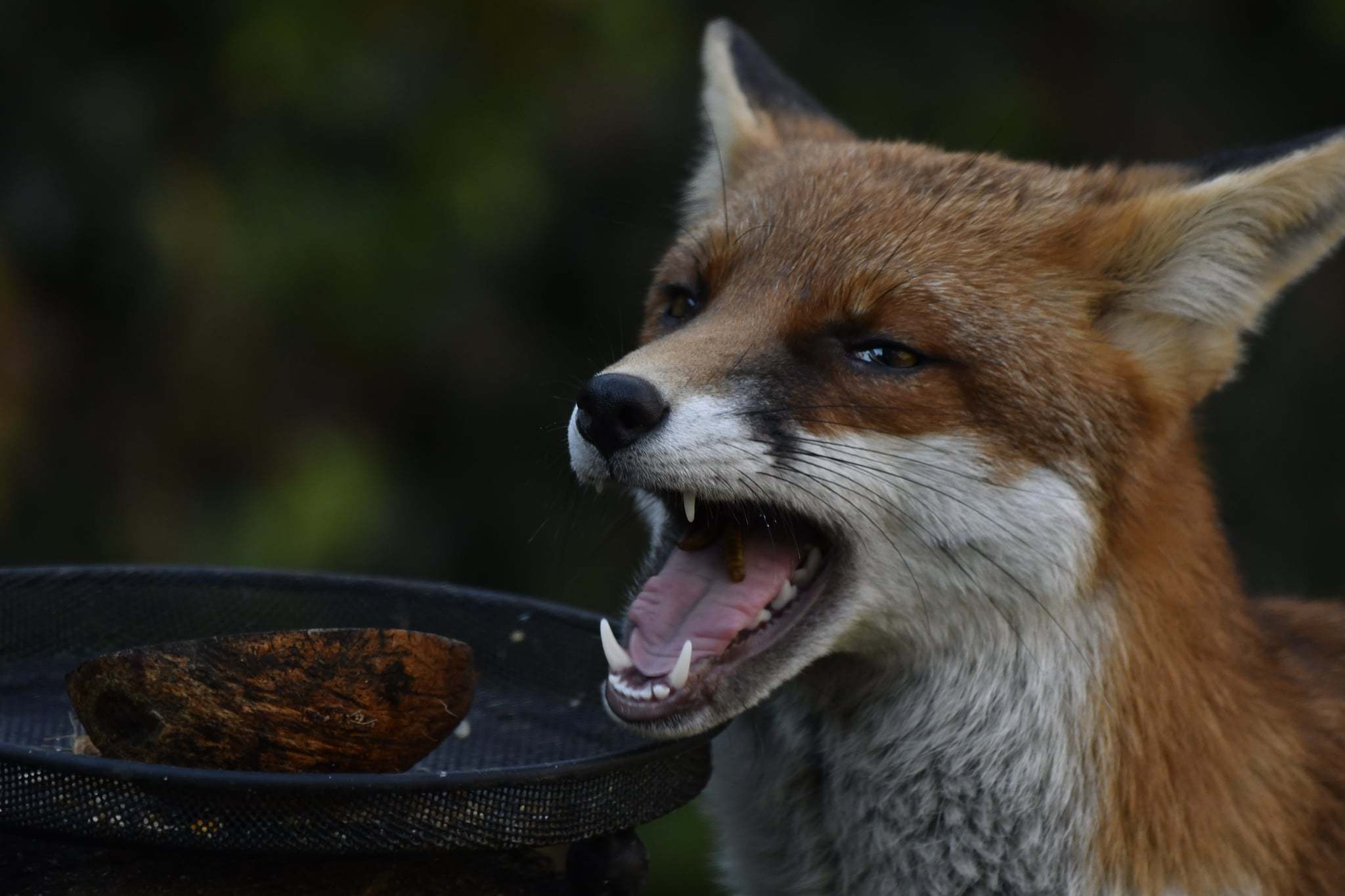 What did the fox say? (Mervyn Chilton)